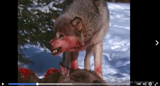 NOAH og WWF raser mot Senterpartiets ulvevideo: «Alternative fakta» og «propaganda av verste sort»