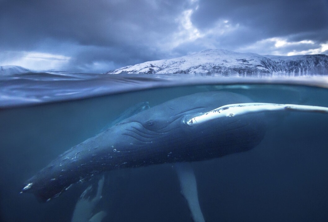 Hval leker seg i fjord i Norge. Hval leker seg i fjord i Norge.