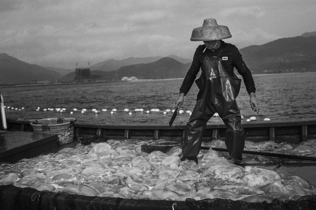 For å få hver eneste fisk ut av nettet må også manetene om bord. De kuttes opp før de blir kastet tilbake i havet. For å få hver eneste fisk ut av nettet må også manetene om bord. De kuttes opp før de blir kastet tilbake i havet.