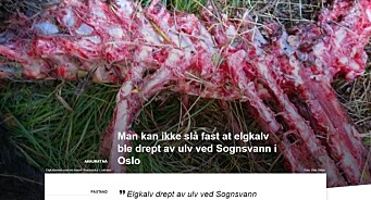 Nei, Nordre Aker Bud­stikke. Man kan ikke slå fast at elg­kalv ble drept av ulv ved Sogns­vann i Oslo