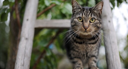 ABC Nyheter legger ned viralnettstedet SeDenne: – Leserne vil ikke lenger ha søte kattunger