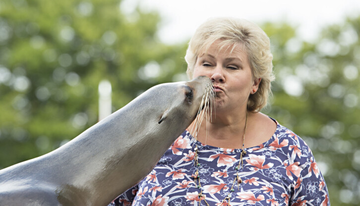 Sjøløve-kysset. Erna Solberg er på hjemmebane, i Akvariet i Bergen, et sted hun tidligere har jobbet. Det var her før valget i 2017 hun oppnådde nærkontakt av første grad.