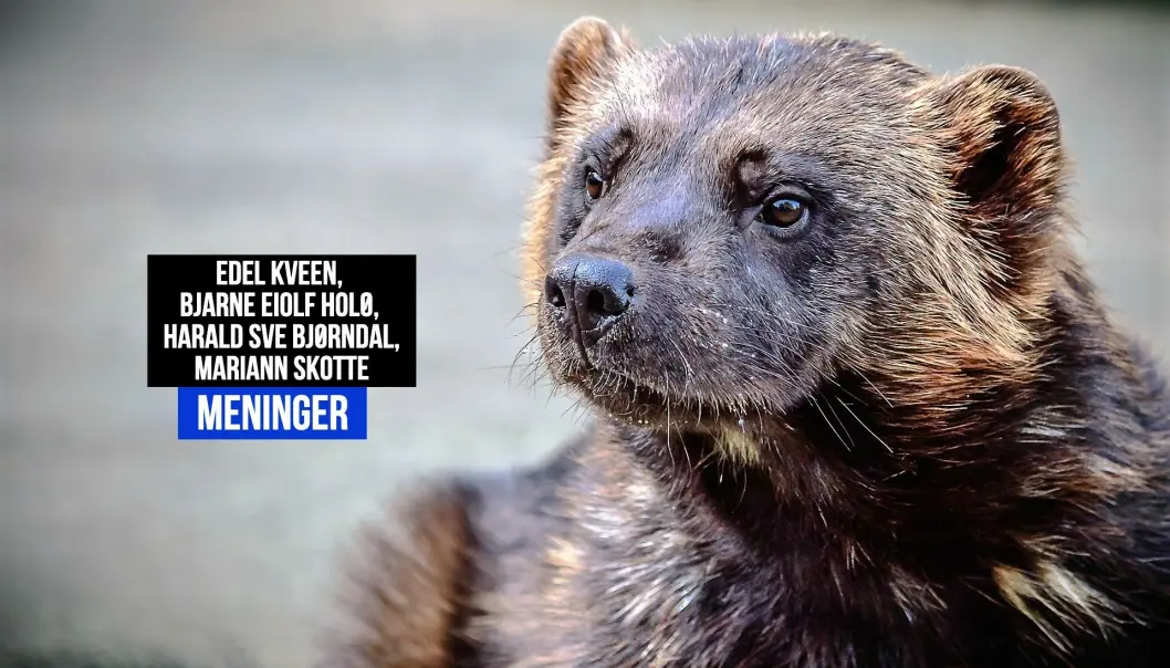 Ordførerne i innlegget sier det ikke er skuddpremie de har innført for å senke bestanden med jerv i kommunene sine. Ordførerne i innlegget sier det ikke er skuddpremie de har innført for å senke bestanden med jerv i kommunene sine.