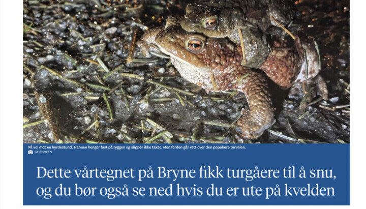 Sveens reportasje om paddetrekk.