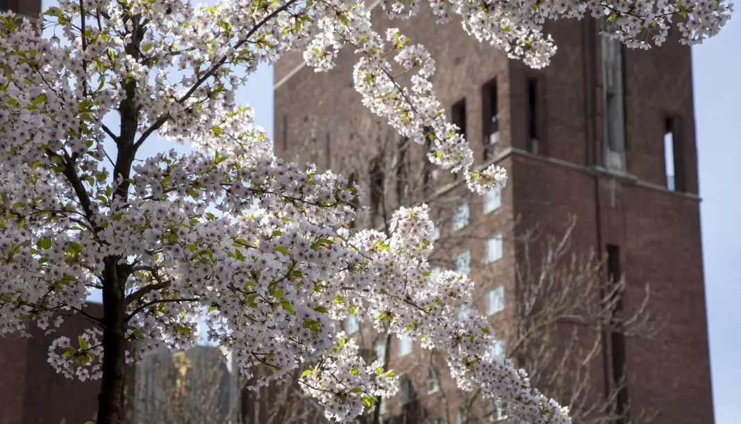 Rådhuset bak frukttre i blomstring Rådhuset bak frukttre i blomstring