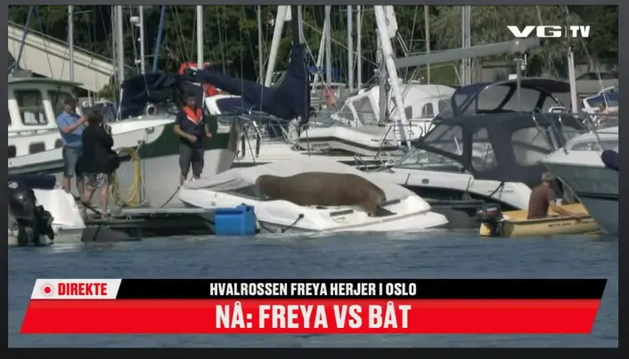 Freya på besøk i Oslo. Freya på besøk i Oslo.