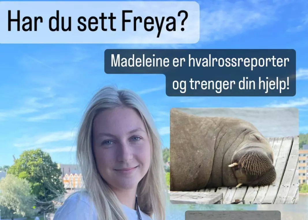 Madeleine Jamieson er Tønsbergs Blad sin hvalrossreporter.