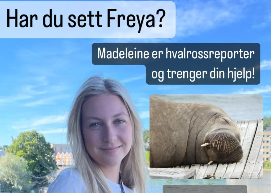 Madeleine Jamieson er Tønsbergs Blad sin hvalrossreporter. Madeleine Jamieson er Tønsbergs Blad sin hvalrossreporter.