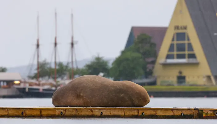 Freya som sover på en brygge ved Kongen. Freya som sover på en brygge ved Kongen.