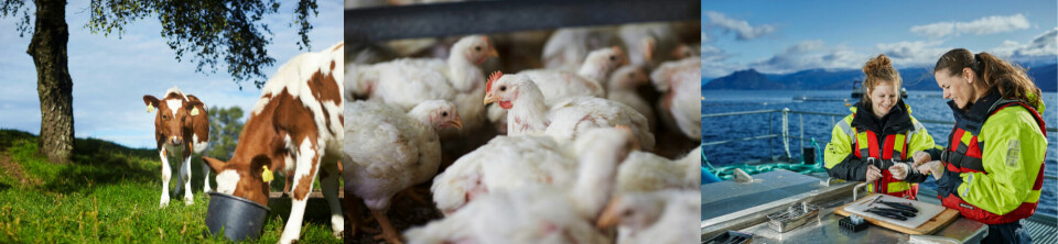 tre bilder: naturbilde av kuer, høner og to kolleger som jobber sammen i et oppdrettsanlegg