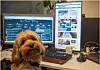 En hund foran pc-skjermer på kontoret